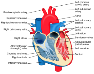 Heart Diagram